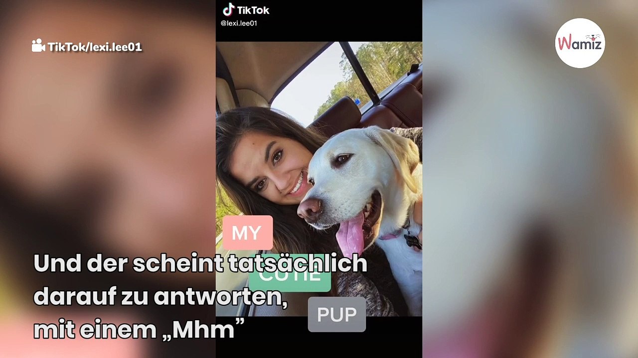 Katze soll alle Leckerlis gefressen haben: Reaktion vom Hund ist zum Totlachen (Video)