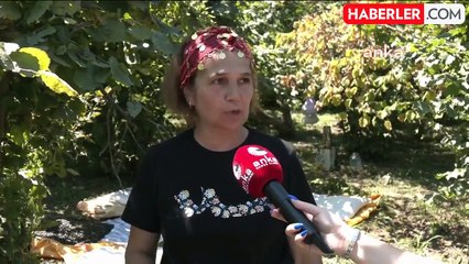 Ordu'daki Üreticiler Fındık Alım Fiyatına Tepki Gösterdi