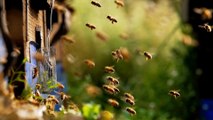 Captivating Moments in Bee Life: Amazing Behaviors and Rare Sightings