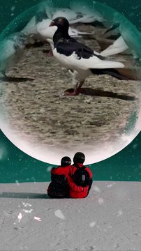 #trending #usa #viral #shortvideo #baby #pet #animals #birds #pigeon #pigeonlove #danish #magpies