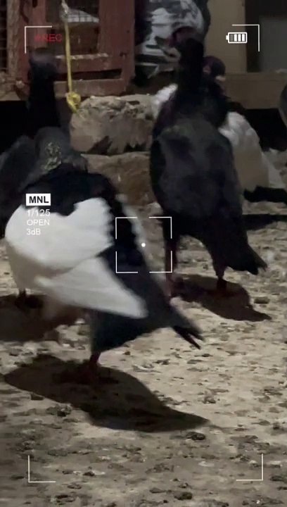 #trending #usa #viral #shortvideo #baby #pet #animals #birds #pigeon #pigeonlove #danish #magpies