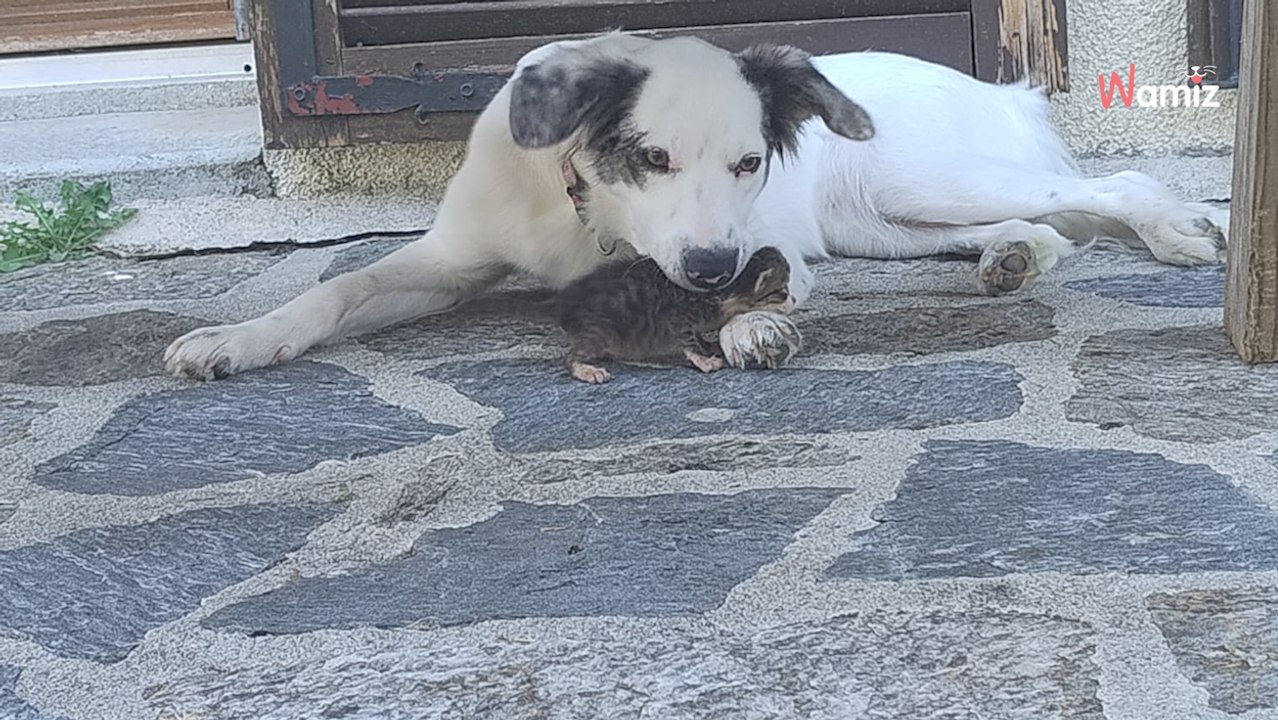 Périgueux : des chatons abandonnés dans une boîte de lessive en plein soleil trouvent une incroyable maman