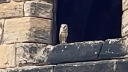 Ring bearer owl causes a flap by disappearing for seven hours during wedding