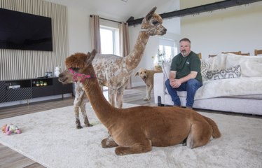 Meet Annie, the Alpaca who thinks she's a dog