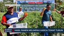 Kelompok Tani Tomat Kabupaten Sorong Minta Pemerintah Bantu Kendala Usaha Pertanian