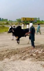 Chakwal dey loge village life in Punjab  shooq dandan dey