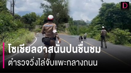 ของแทร่! โซเชียลฮาสนั่นปนชื่นชม แก๊งตำรวจกมลา วิ่งไล่จับแพะกลางถนน | HOTSHOT เดลินิวส์ 02/08/67