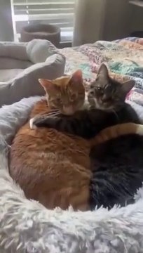 #12 Funny Cat videos #meowing #memes (1)