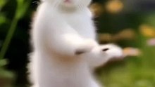 Ai cat