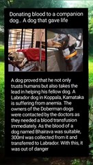 Donating blood to a companion dog.. A dog that gave life