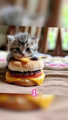 shorts , cat  cute , catlover , kitten