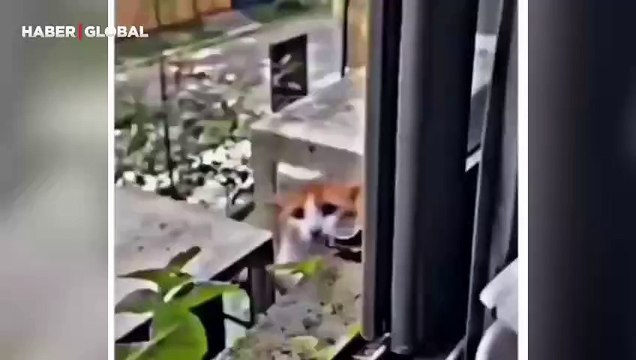 Yavrusu aç kalan kedinin ağlayarak mama istediği anlar izlenme rekoru kırdı