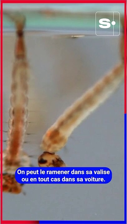 Le moustique tigre en Belgique: "Il faut le signaler si vous en repérez!"