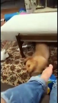 Funny cats&dog|Hilarious cat and dog moments|Cats and dogs funny videos|funny animal|try not laugh