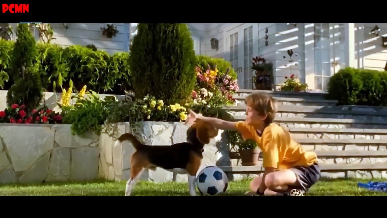 Cuộc chiến của gâu gâu và meo meo - Review phim cho trẻ em - PHIM CHO MỌI NHÀ