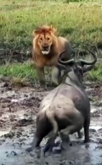 Lion vs Prey: Nature's Predator Showdown 🦁