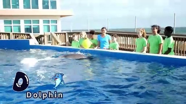 Amazing Dolphins in Action Must-See Dolphin Moments Viral Marine Life Video
