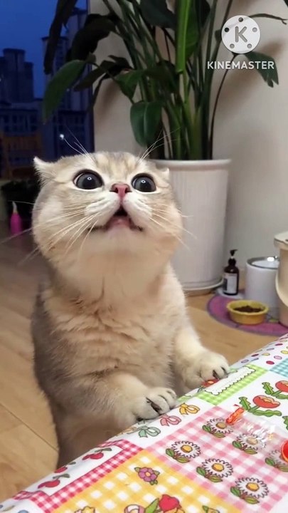 Cute little cat video