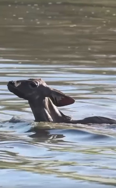 Wild dogs will eat anything. #dogs #wild dogs #animals #prey #predator