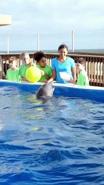 D is for Dolphin, Youtube shorts, Amazing Dolphins in Action,  Viral Marine Life #cocomelon