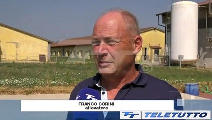 Video News - Il caldo riduce la produzione di latte