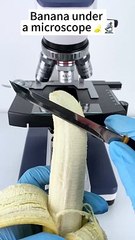 Banana Feathers 400x zoom check the amazing in Banana