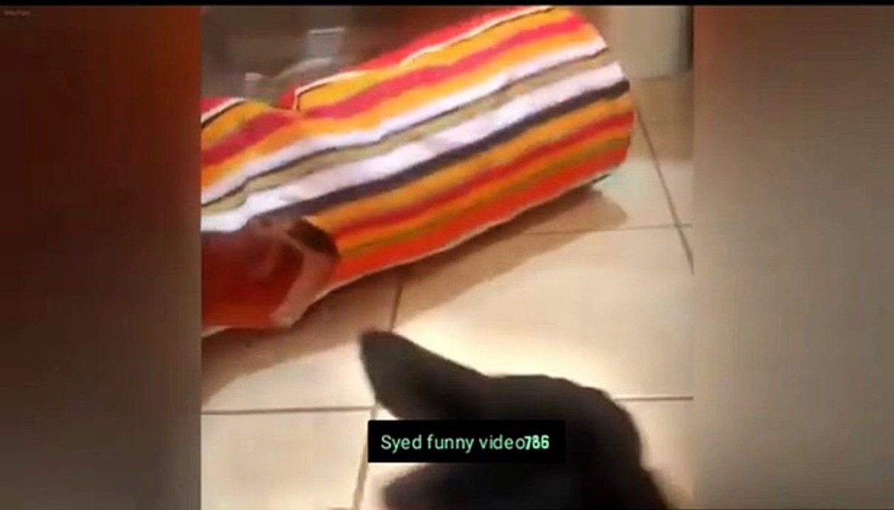 Funny animals video