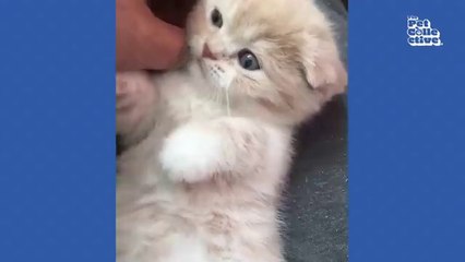 20 Minutes of Adorable Kittens  _ BEST Compilation