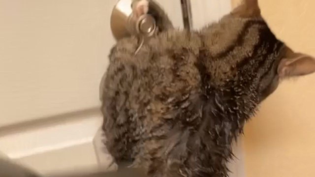 Cat clings to door handle in hilarious attempt to escape blow-drying session after bath