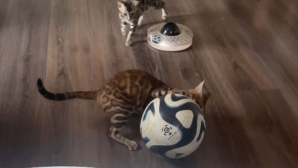 Cat is on a LITERAL roll while playing with soccer ball at home