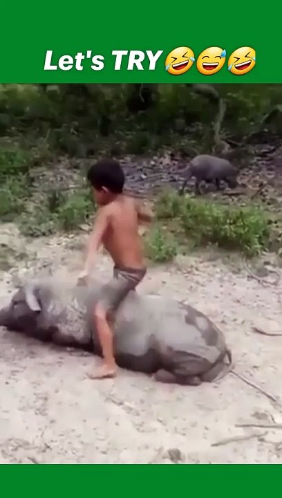 Boy ride a pig  funny video