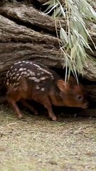 Fawn over one of the Safari Park's newest additions