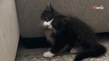 Video. Il gattino ha difficoltà ad ambientarsi: ci pensa il gatto di casa ad aiutarlo