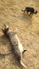 Cat playing with each other