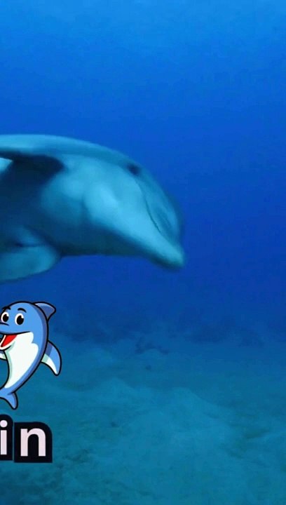 D is for Dolphin, Youtube shorts, Amazing Dolphins in Action,  Viral Marine Life #cocomelon