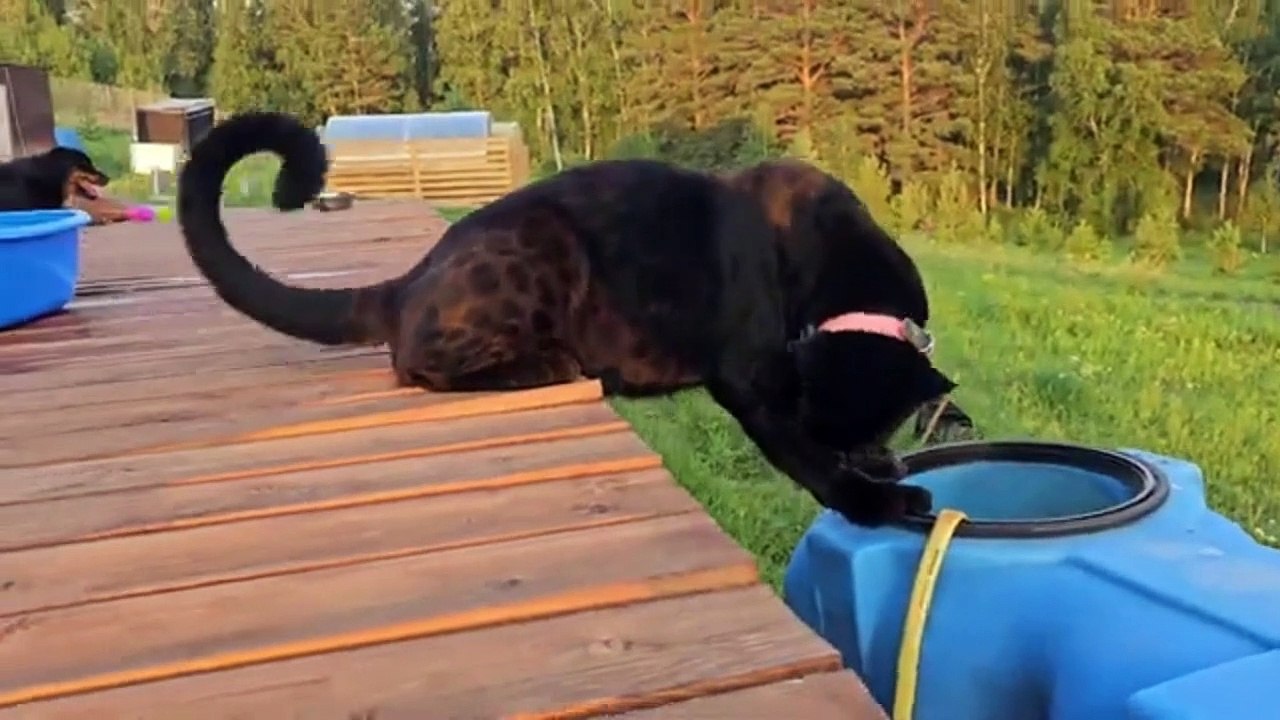 7157  Samstag Panter Bälle