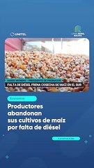 下载视频: Productores abandonan sus cultivos de maíz por falta de diésel