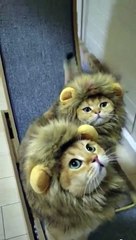 Just two baby lions