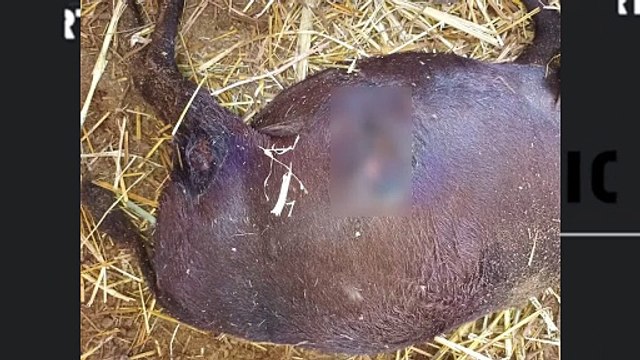 Indemnizan a ejidatarios de Frontera que perros salvajes mataron a su ganado _ NRT noticias