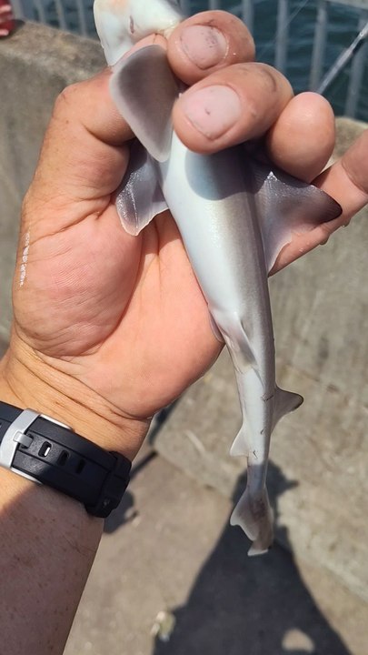 tiburones