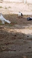 fancy pigeon trending short video