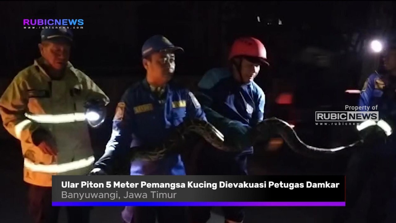 Ular Piton 5 Meter Pemangsa Kucing Dievakuasi P...
