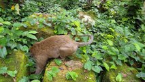 A group of monkey enjoying peanuts | feeding peanuts to the hungry monkey | monkey | animal