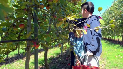 Pick-your-own farms are becoming increasingly popular with growers and customers