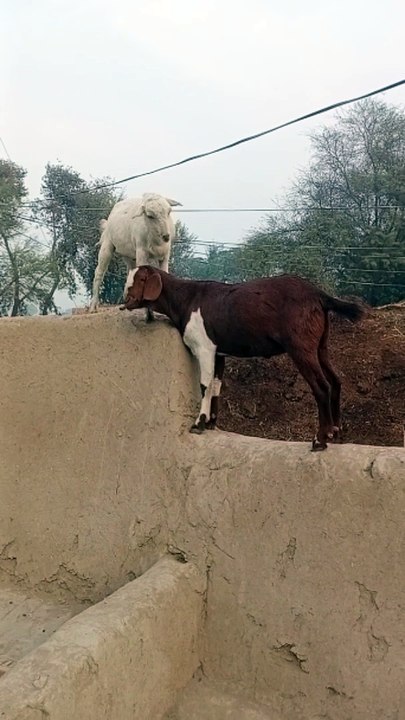 Bakro ki maoj massti