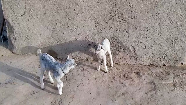 Tedi baby goats playing