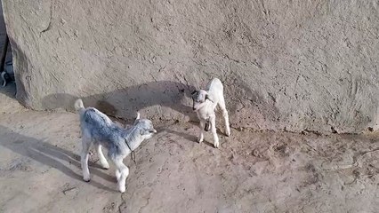 Tedi baby goats playing