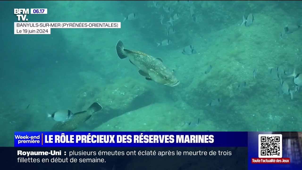 Depuis 50 ans, la réserve marine de Banyuls-Cerbère protége la biodiversité et les espèces menacées