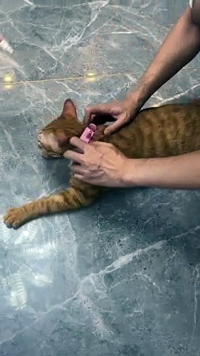 How funny this cat#