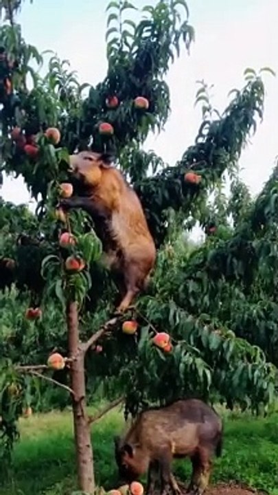 Bear eating the fruit
